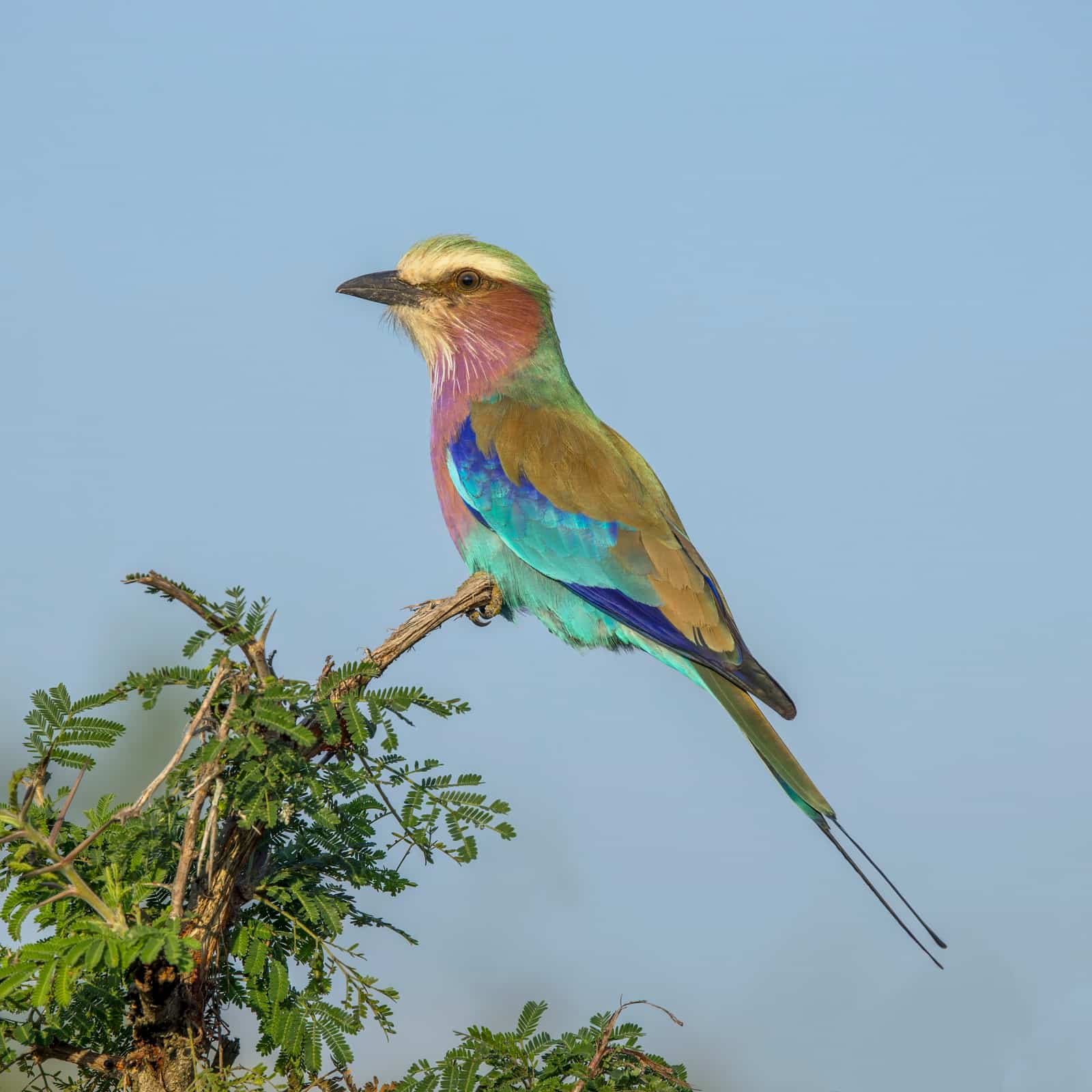 Ave selvagem no Parque Nacional da Gorongosa