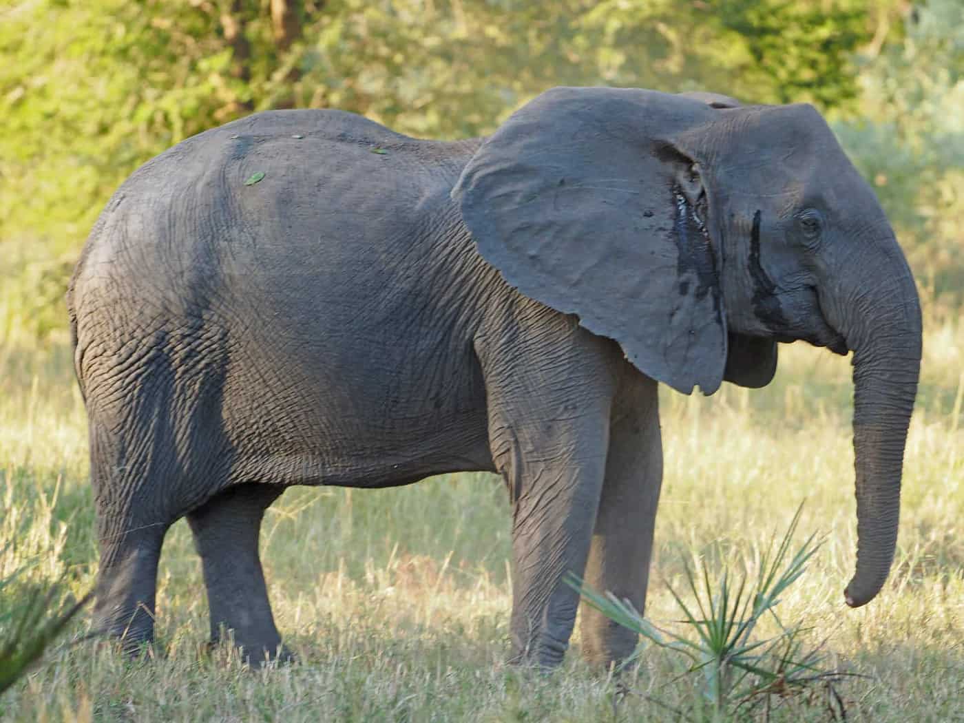 Vida selvagem vista durante um passeio em Gorongosa