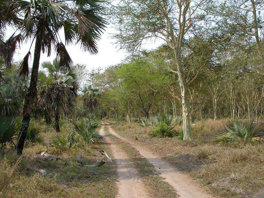 Paisagem e trilho no Parque Nacional da Gorongosa
