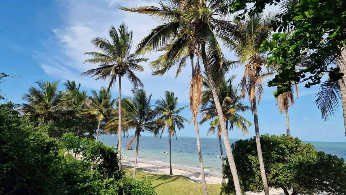 Palmeiras na costa de Inhambane