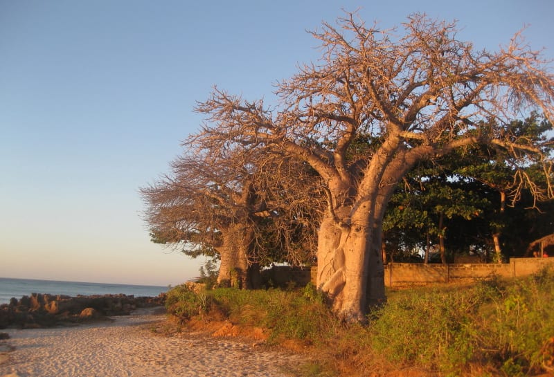 Baobá na praia perto de Pemba