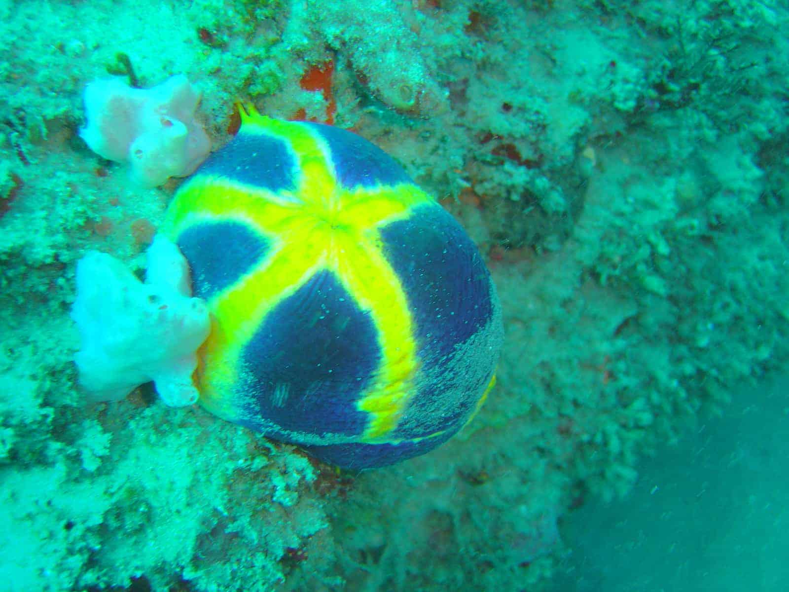 Coral e vida marinha num recife ao largo de Inhambane