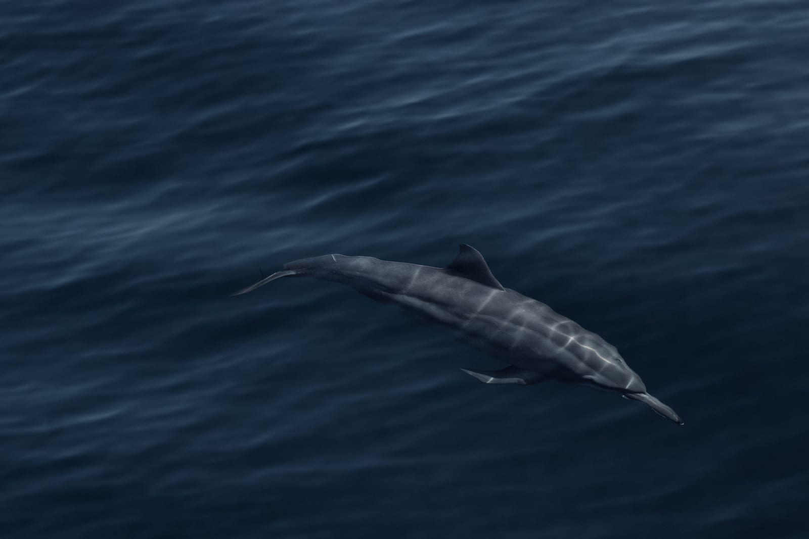 Spinner dolphins leaping in archipelago waters